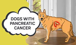 pancreatic cancer in dogs