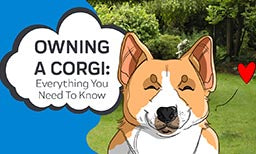 Everything You Need To Know About Owning A Corgi