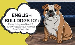 english bulldogs 