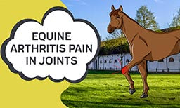 Equine Arthritis Pain in Joints