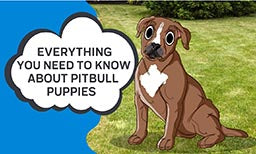 Everything You Need to Know About Pitbull Puppies