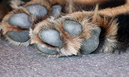 protecting your pets paws