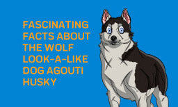 facts about the agouti husky