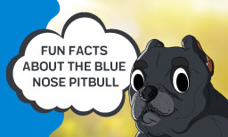 Fun Facts about the blue nose pitbull