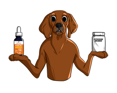 Guide for Dog Seizures | Innovet Pet