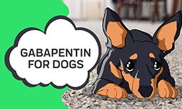 Gabapentin For Dogs