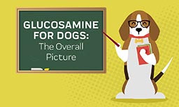 Glucosamine For Dogs: The Overall Picture