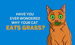 Have You Ever Wondered Why Your Cat Eats Grass?