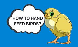 How To Hand Feed Birds?