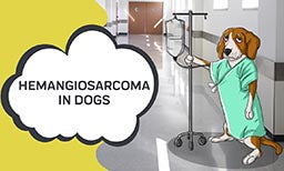 hemangiosarcoma in dogs