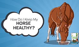 How to Keep Your Horse Healthy