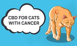 CBD for Cats with Cancer