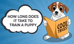 How Long Does It Take to Train a Puppy