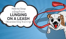 How to Stop a Dog From Lunging On a Leash - Reactive Dog Training