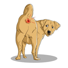 can dogs suffer from hemorrhoids