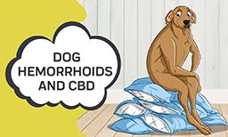 treating dog with hemorrhoids