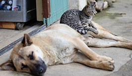 how do cats measure up to dogs in social awareness