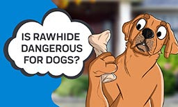 Is Rawhide Dangerous for Dogs