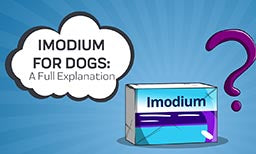 Imodium for dogs