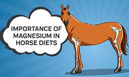 Importance of Magnesium in Horse Diets