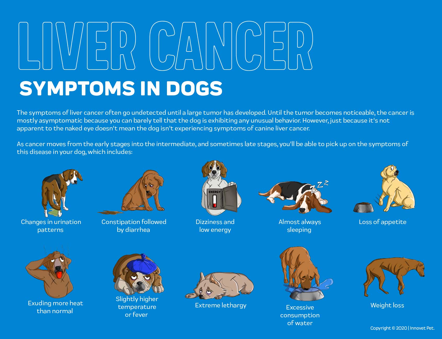 Liver Cancer In Dogs Innovet Pet