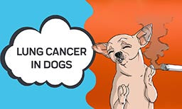 lung cancer in dogs