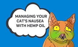 managing cats nausea with CBD oil