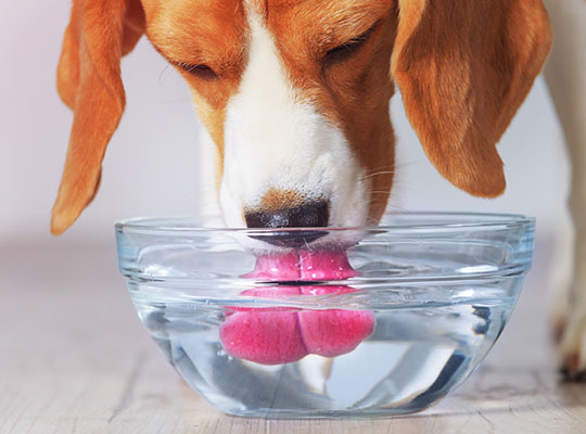 CBD may cause dry mouth in dogs