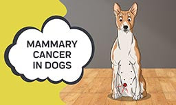 mammary in dogs