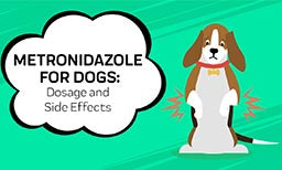 Metronidazole For Dogs: All You Need To Know