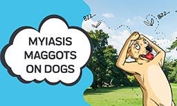 Myiasis maggots on dogs