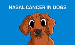 nasal cancer in dogs