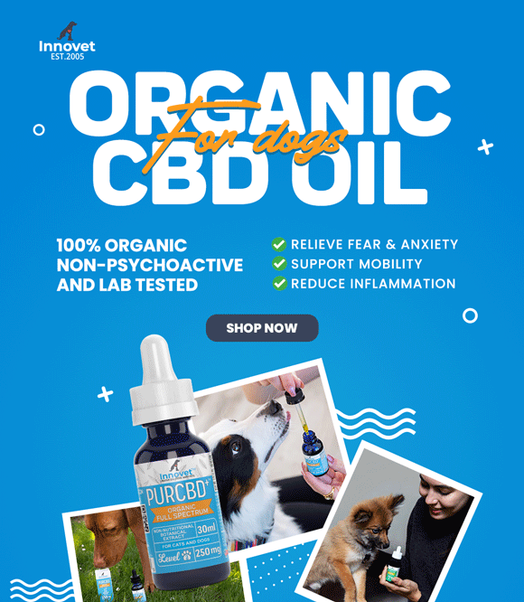 CBD Oil for Dog Separation Anxiety