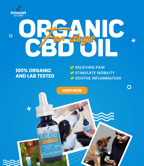 CBD Oil for dogs with Pain