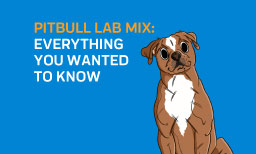 Pitbull Lab Mix: Everything You Wanted To Know