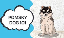 Pomsky Dog 101 - Everything You Need to Know