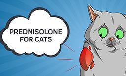 Prednisolone for Cats