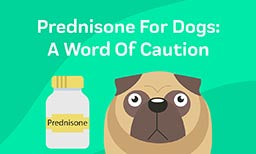 Prednisone for dogs