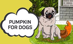 Pumpkin for Dogs