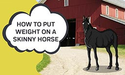 How to Put Weight on A Skinny Horse