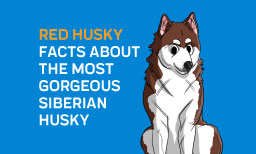 Red Husky – Facts About The Most Gorgeous Siberian Husky