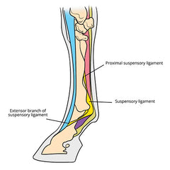 torn suspensory ligament horse