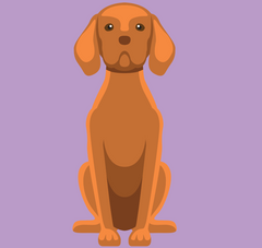 Vizsla dog breeds