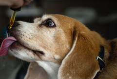 CBD Oil For Treating Seizures & Epilepsy In Dogs | Innovet Pet
