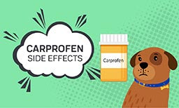 Carprofen For Dogs: The Side Effects To Be Aware Of