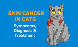 skin cancer in cats