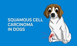 squamous cell carcinoma in dogs