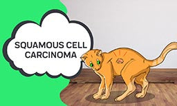 squamous cell carcinoma in cats