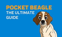 Pocket beagle