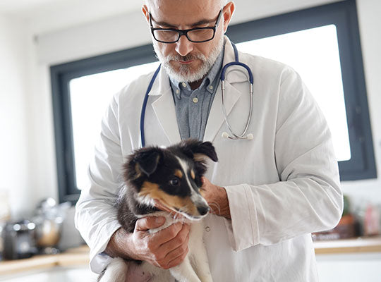 Talk to Your Vet Before Giving your Pet CBD